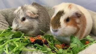 A Lovely Lunch Date [KONA & SUBA GUINEA PIGS]