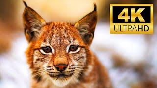 Exploring the Wilderness World:  LUNX | Wild Animals in 4K ULTRA HD | Relaxing Animals Sound