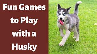 What are the different Fun Games to Play With Your Husky?