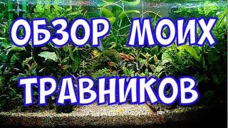 ОбЗОР  МОИХ ТРАВНИКОВ