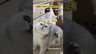 猫咪被主人养的太好，挠痒痒时脚够不着脸。“脑子：我安排了， jio：我工作了，脸：问题没解决” #萌宠喵星人 
