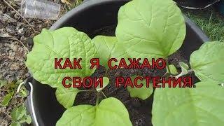 Как я сажаю  свои растения. ( Помидоры, Баклажаны и др...)