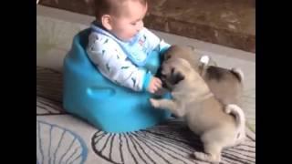 Video by @pugsnkisses84