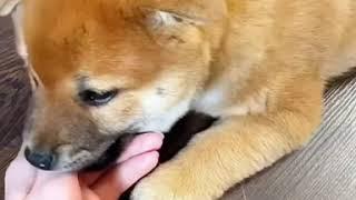 Сиба ину  самый лучший пёс  Ючи Байсэй Ючи Хиро shiba inu Yuchi