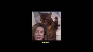 This Cat Hitting Nancy Pelosi Every Time She Lies Is So Funny!