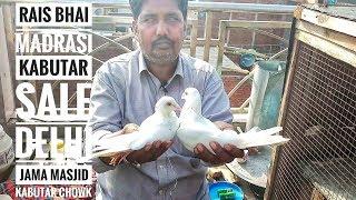 RAIS BHAI MADRASI KABUTAR SALE | DELHI JAMA MASJID KABUTAR CHOWK |