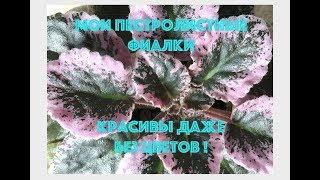 Мои пестролистные фиалки - красивы даже без цветов! Variegated foliage African Violets.