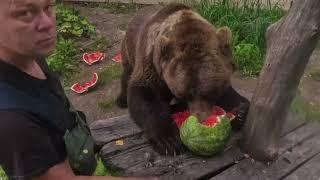 Арбуз и медведь Мансур (проба съёмкой новой камерой) - Watermelon and Mansur Bear