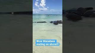 Wild! Manatees caught mating on beach.