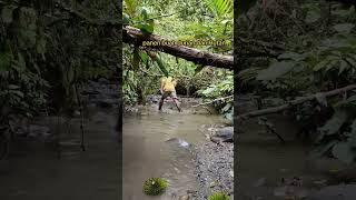 panen durian hutan di pedalaman Sumatera #durian #hutan