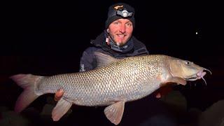 FEEDERMANIA Téli Márna horgászat a Dunán. A Margit híd felett. Winter Barbel fishing on the Danube.