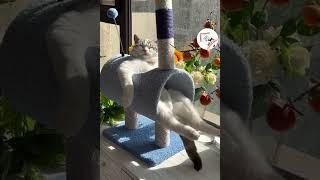 LOL, Super Funny Cute Cats Videos Best Moments of Cats Shorts  -EPS594
