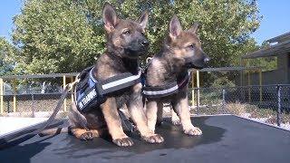 Watch Puppies Who Are Training To Be Police K9's Get Distracted By Toys