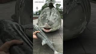 The owner fed the dolphin a lot of fish #shorts