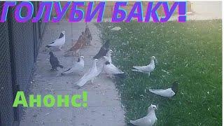 Анонс! Бакинские голуби Дадашева Назима в Баку!