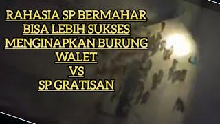 rahasia sukses sp bermahar vs sp grtisan #spwalet #walet #budidaya