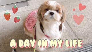 Cute Shih Tzu Dog Coco  | Daily Vlog ️ #shorts