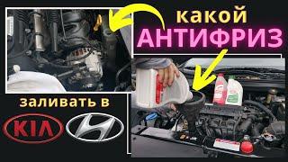 Какой и сколько антифриза доливать в Kia Rio X / Sportage / Seltos Hyundai Solaris / Elantra /Sonata