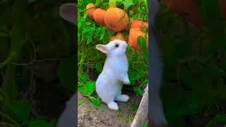 little rabbit eat to potato #cute #babyrabbit #viralshots