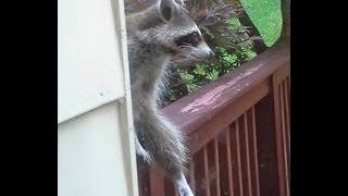 Raccoon That Likes To Watch TV Commercials. 