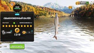 Новая рыба Обыкновенный Валёк на Реке Кенай, fishing clash