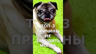 ПОЧЕМУ НЕ СТОИТ ЗАВОДИТЬ МОПСА  #shorts