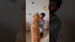 Subscribe for more videos like this #goldenretiever #puppies #doglover