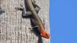 Unusual red-headed reptile spreading across South Florida