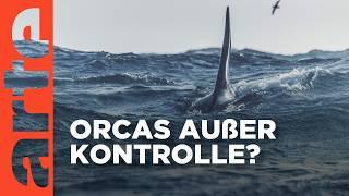 Achtung Orcas! Gefahr vor Gibraltar | Doku HD Reupload | ARTE