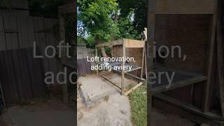 Renovating old loft Aviery, Racing Pigeon-Kabutar. @goldeneyeloft