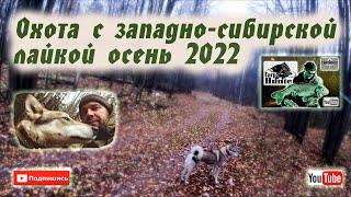 Охота с западно- сибирской лайкой осень 2022