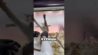 Этот мужчина СПАС этого ГОЛОДНОГО КОТА! 