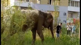 В Якутске Выгуливают Слонов