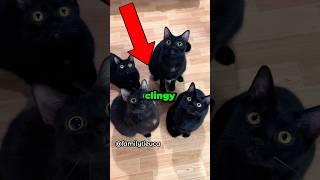 Cats being clingy.    #cat #funny #animals