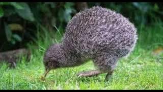 The Kiwi Bird Sculpture That Once Hovered Over Auckland