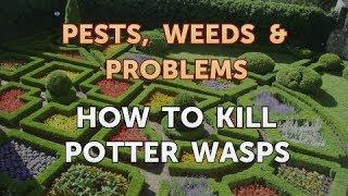 How to Kill Potter Wasps