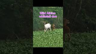 Wild albino whitetail deer #wildlife #whitedeer #hunting #albino #wildlife