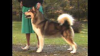 Alaskan Malamute AKC Dog breed series