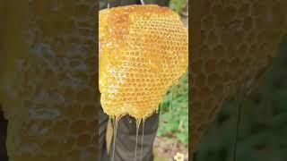 Amazing honey comes from natural honey mountain farms. #himalayanhoney #bee #honeycomb
