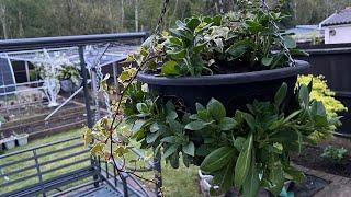 How to make hanging baskets for your garden