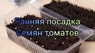 РАННЯЯ ПОСАДКА РАССАДЫ ТОМАТОВ ДЛЯ УЛЬТРАРАННЕГО УРОЖАЯ!!!!!!  В РАМКАХ ПРОЕКТА ТОМАТНЫЙ ГИД.