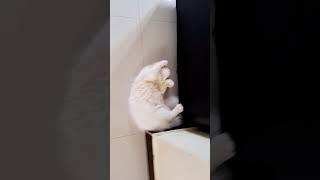 #cat #funnyvideo #catfunny #cutecat #sinchi #subscribe