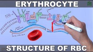 Erythrocytes | Structure and Diseases