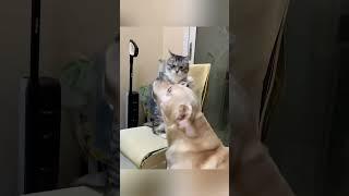 cats and dog pair 