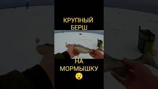 Крупный берш на мормышку. #зимняяловлярыбы #рыбалка #берш