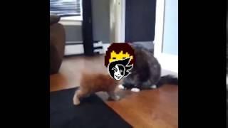mettaton neo.mp4