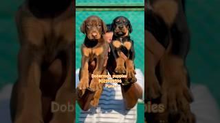 Doberman puppies for sale in pune mumbai ️    #Doberman #pets #shorts #dog