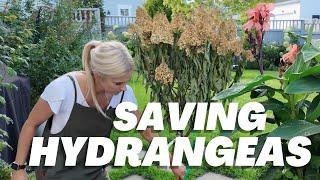 How I revive a dying or wilted flower Hydrangea tree or plant