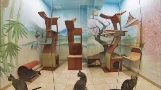 Cat Theater in Moscow, Russia by Caleb Burton