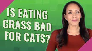 Is eating grass bad for cats?